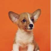 Consulta Veterinária - Cuidado e Atenção para o Seu Pet em Tarumã