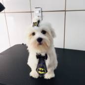 Banho e Tosa - Cuidados e Estilo para Seu Pet em Tarumã
