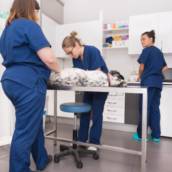 Laboratório Veterinário - Diagnóstico Completo para a Saúde do Seu Pet em Tarumã