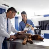 Cirurgias Veterinárias em Avaré
