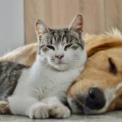 Castração de Cães e Gatos em Avaré