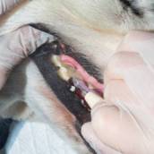 Limpeza de Tártaro em Cães e Gatos em Avaré