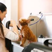 Hidratação para Pets em Avaré