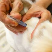 Testes Rápidos Veterinários em Avaré