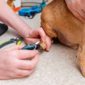 Exames de Sangue para Pets em Avaré