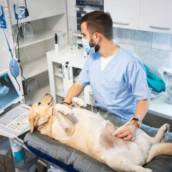 Ultrassom Veterinário em Avaré