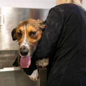 Banho Medicinal para Pets em Avaré