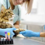 Exames Laboratoriais Veterinários em Avaré