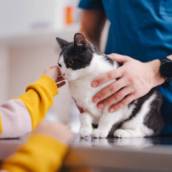 Internação Exclusiva para Gatos em Avaré