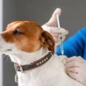 Vacinação para Cães e Gatos em Iacanga