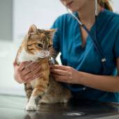 Exames Veterinários em Iacanga