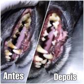 Limpeza de Tártaro para Cães e Gatos em Assis
