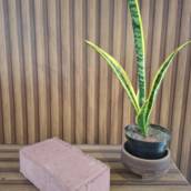 Paver Retangular Vermelho 10x6x20