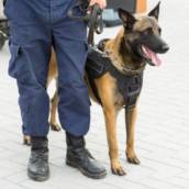 Venda de Cães Treinados para Proteção Pessoal e Patrimonial