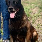 Ninhada de Pastor Belga Malinois em Avaré