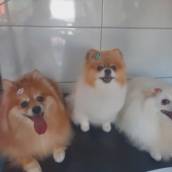 Tosa Bebê em Lençóis Paulista | Estilo Dog