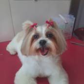 Tosa na Lâmina em Lençóis Paulista | Estilo Dog