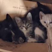 Gatinhos para adoção
