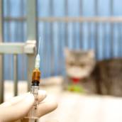 Vacina V5 para Gatos: Proteção para seu Felino