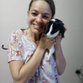 Um consulta diferente com um Porquinho da India
