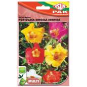 semente de onze horas portulaca dobrada 
