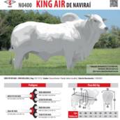 Touro Nelore King Air de Naviraí (N0400)