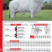 Touro Nelore Rem Maverick (N0198)