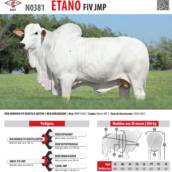Touro Nelore Etano FIV JMP (N0381)