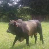 Cia Gianotti de Rodeios