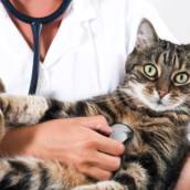 Exames cardiológicos para Animais