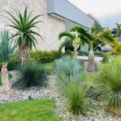Plantas e Flores Naturais