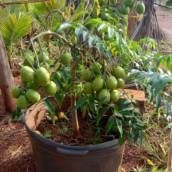 Mudas Frutíferas de Qualidade – Souza Jardinagem em Santa Cruz do Rio Pardo
