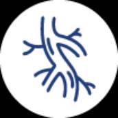 Cirurgia Vascular