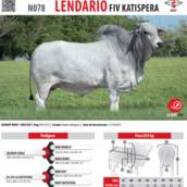 Touro Nelore Lendário FIV Katispera (N078)