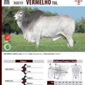 Touro Nelore Vermelho TUL (N0019)