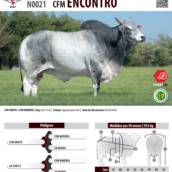Touro Nelore CEIP CIA Odin HJ (N0031)