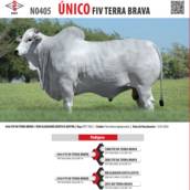 Touro Nelore Único FIV Terra Brava (N0405)