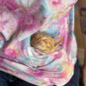 Veterinário para Gatos em Pipa