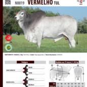 Touro Nelore Vermelho TUL (N0019)