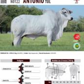 Touro Nelore CEIP Antonio TUL (N0122)