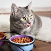 Alimentação