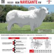 Touro Nelore Rem Navegante FIV (N0389)