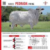 Touro Nelore Pedrada FIV RG (NM055)