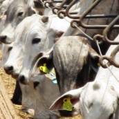 Sal Mineral Master Boi em Bom Jesus dos Perdões, SP por Agropecuária Lukan