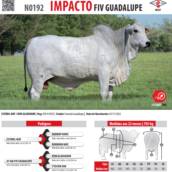 Touro Nelore Impacto FIV Guadalupe (N0192)
