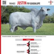 Touro Nelore Justin FIV Guadalupe (N0403)