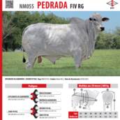 Touro Nelore Pedrada FIV RG (NM055)