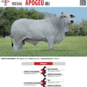 Touro Nelore Obama FIV Machadinho (JBJ 2200)