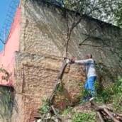 Corte de Árvore