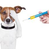 Vacinas cães e gatos.